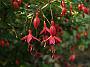 Fuchsia Mrs Popple